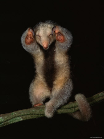 silky-anteater-photo-credit-pete-oxford
