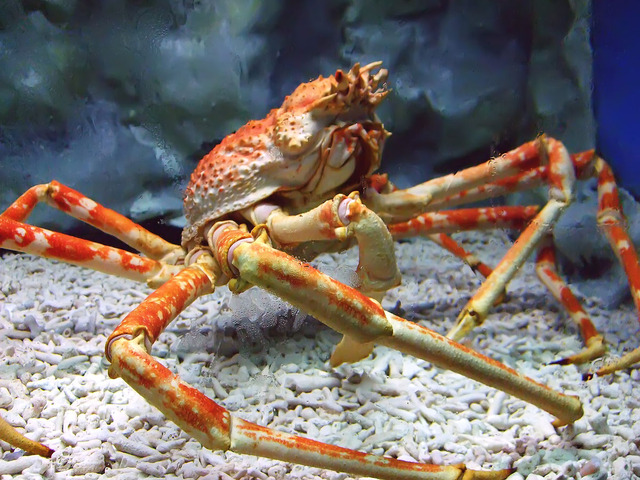 1200px-Spider_crab_at_manila_ocean_park