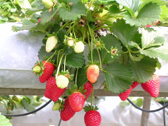 1200px-Strawberries