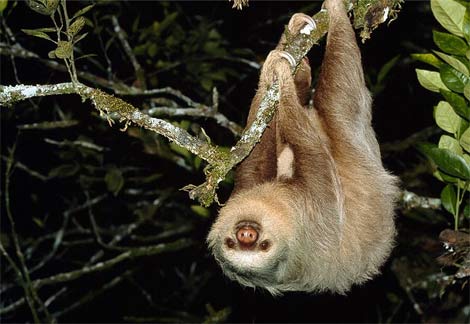 two-toed-sloth