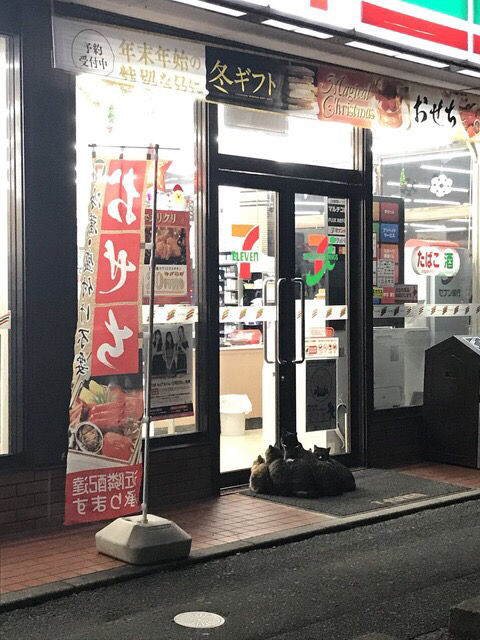 コンビニの前にたむろする猫が可愛すぎると話題に 	