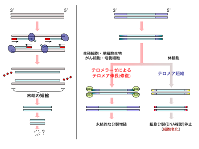 Telomere_scheme