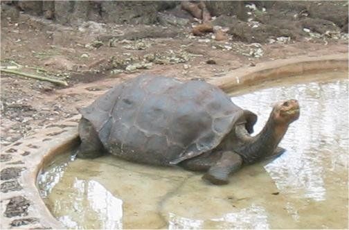 Lonesome_george