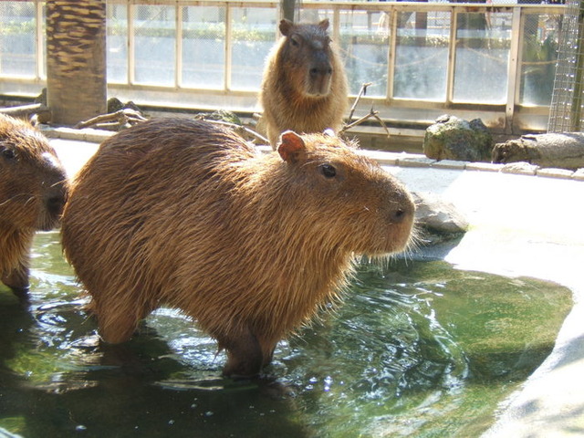 kapi