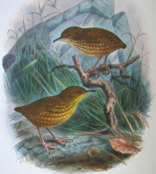 Xenicus_lyalli