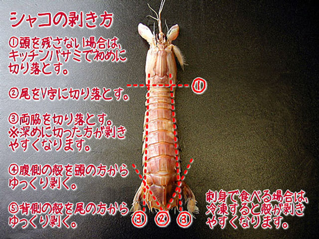 シャコ