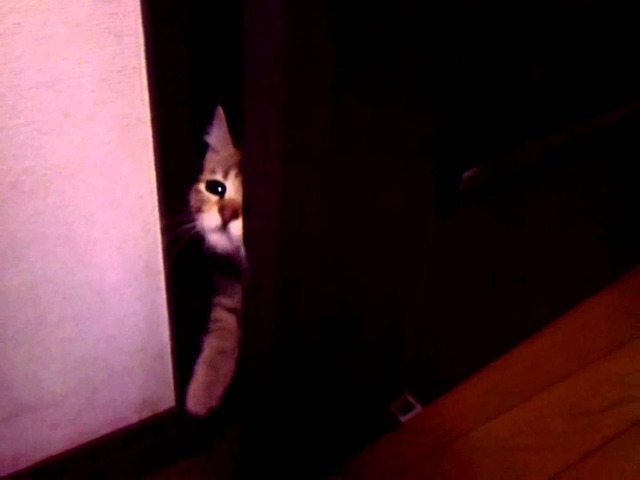 猫ドア