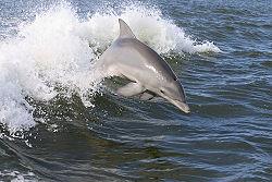 250px-Dolphin,2007-4-13
