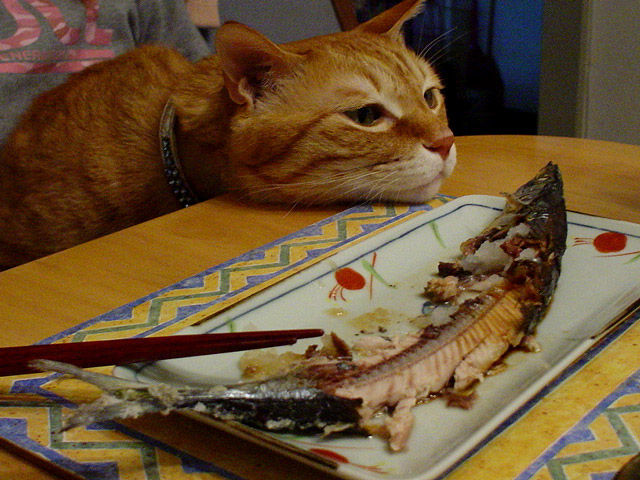 猫は自ら魚を捕らえることができないのに、なぜ魚が大好物なの？
