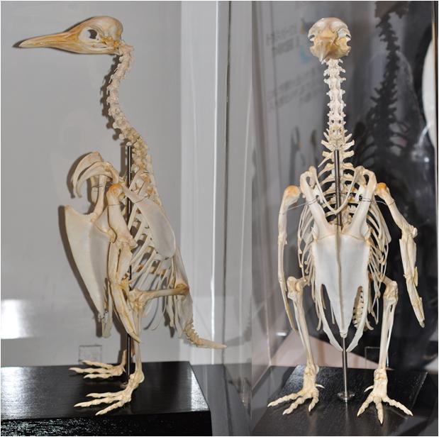 ペンギン