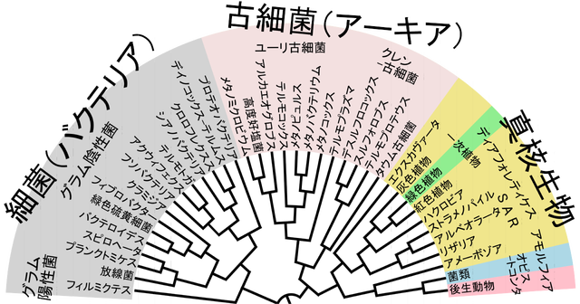 Phylogenetic_Tree_of_Life-ja