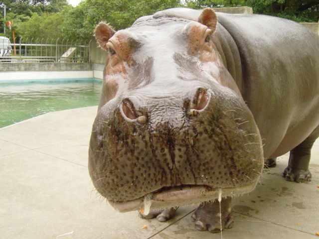 カバ
