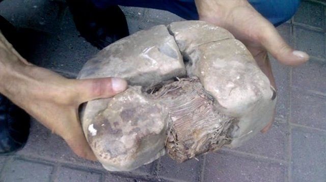 コソボで発掘された変圧器みたいな2万年前の異物が凄い
