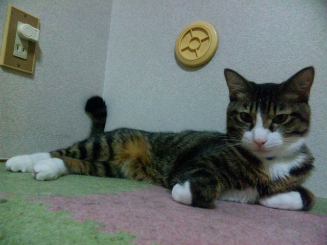 猫こ