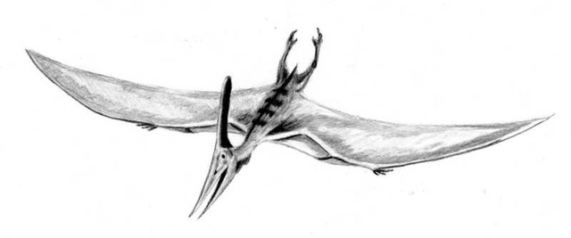 Pteranodon_BW