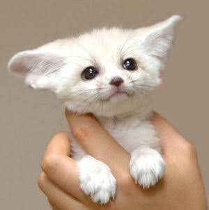 かわいい動物をはって癒されよう