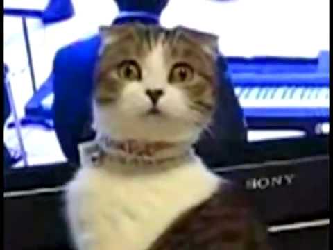 ねこ