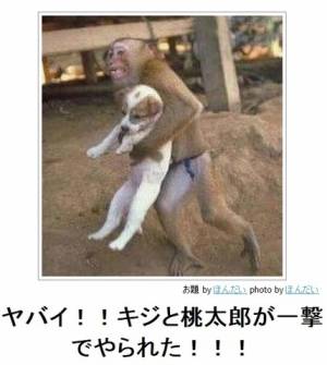 キジ1