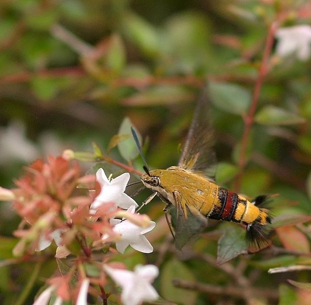 611px-Cephonodes_hylas_hylas_Linnaeus