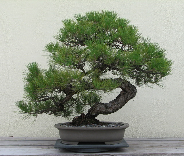 Japanese_Black_Pine,_1936-2007