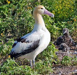 250px-Short_tailed_Albatross1