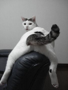 爆笑注意 笑える猫画像スレ ２ｃｈみんなのまとめ