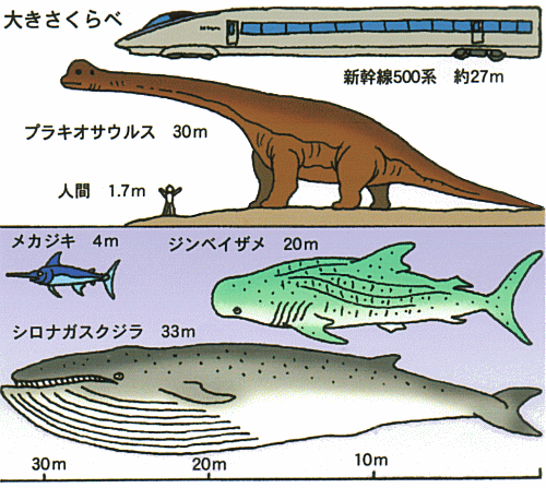 クジラ