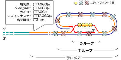 Telomere_structure