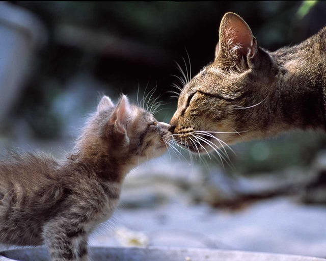猫