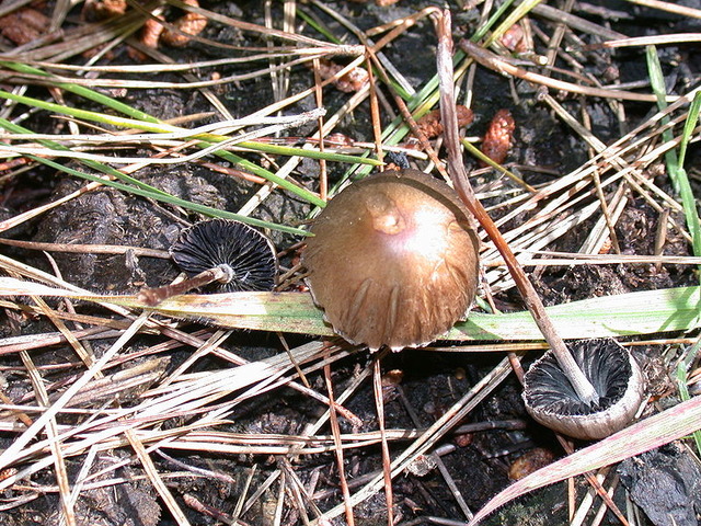 800px-Panaeolus_papilionaceus