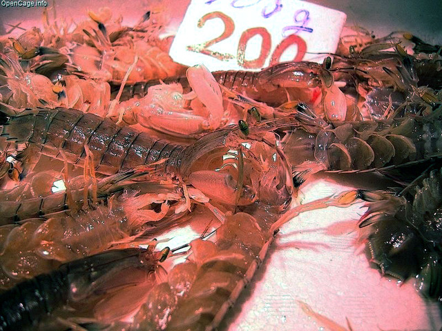 Mantis_shrimp_200yen