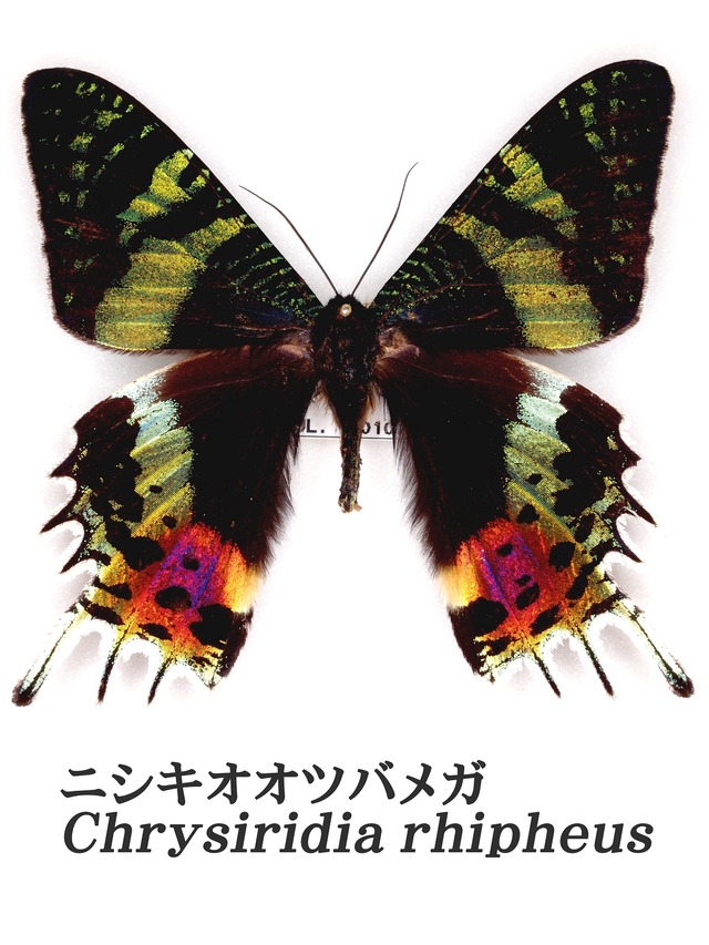 20140517051648_331_1