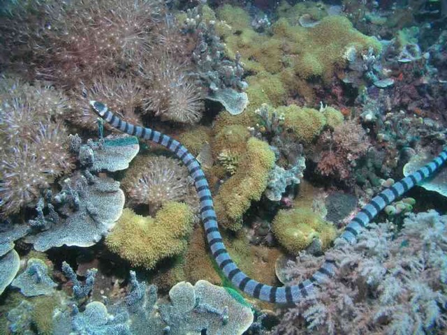 BelcherSeaSnake