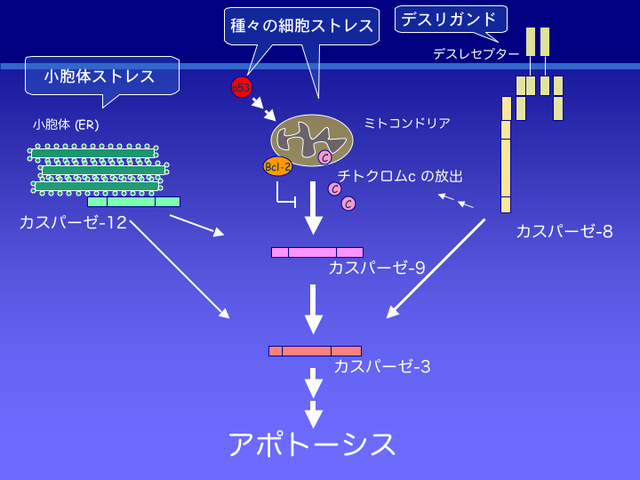 Apoptosis_scheme