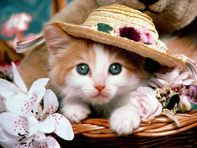 猫