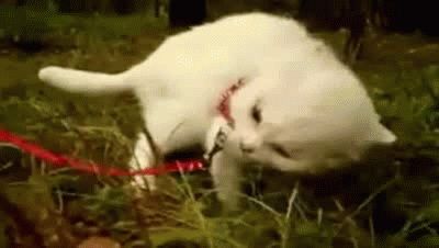 振り向き猫