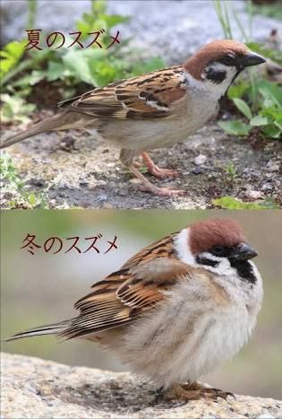 スズメ「くっそ寒い・・せや！」