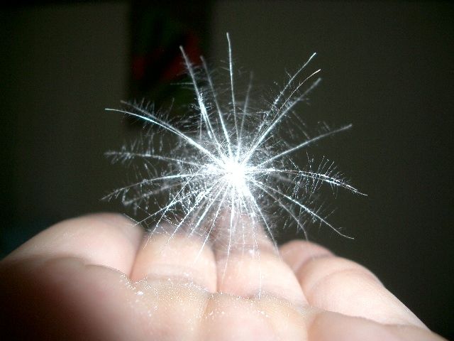 植物