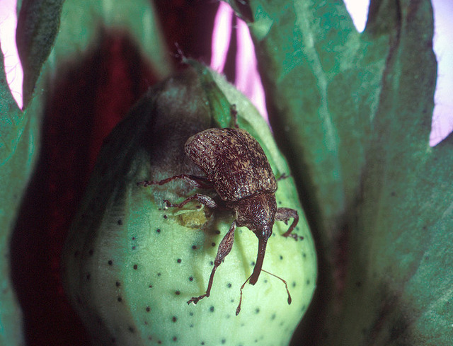 786px-Boll_weevil