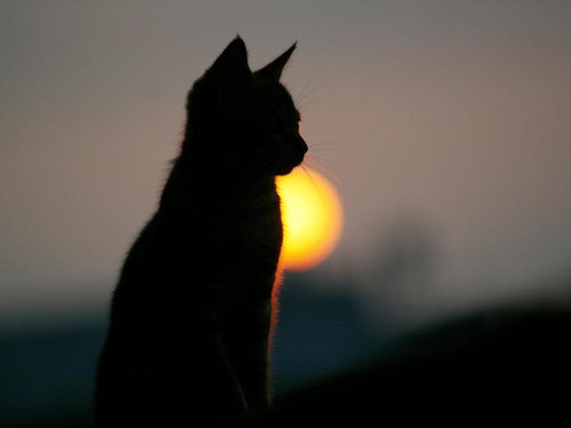 野良猫に餌を与える行為は一般的には「悪い行為」とされているけど、本当にそうなの？