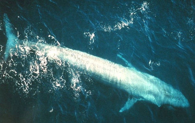 800px-Bluewhale877