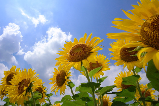 夏