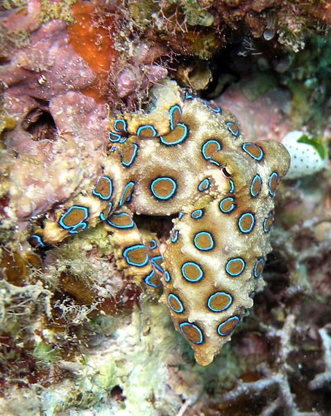477px-Hapalochlaena_lunulata2
