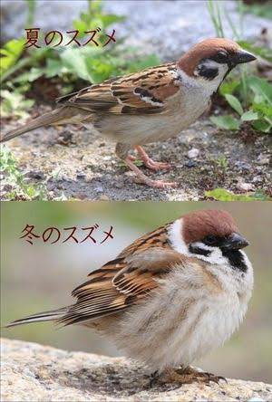 冬毛になってパンパンの鳥さんたち……w