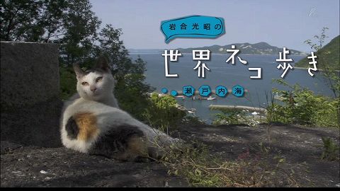 ねこ