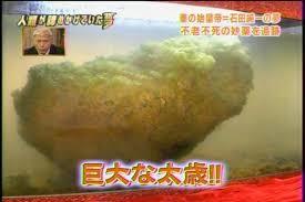 太歳