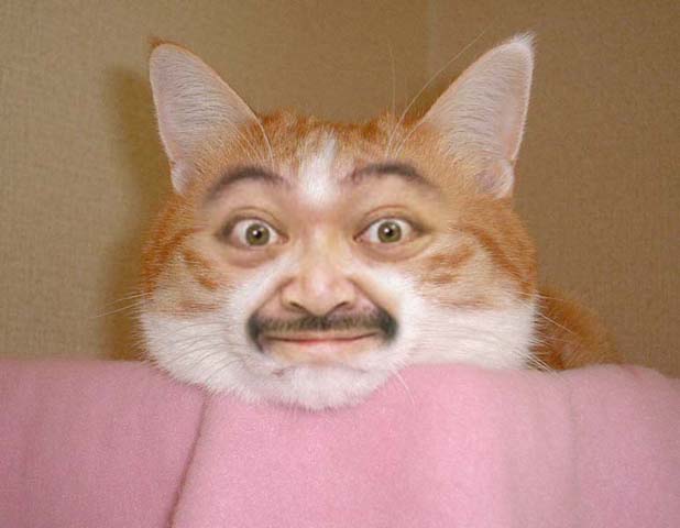 ねこ