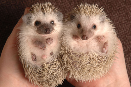 hedgehogbnps_450x300