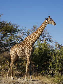 250px-Giraffa_camelopardalis_angolensis