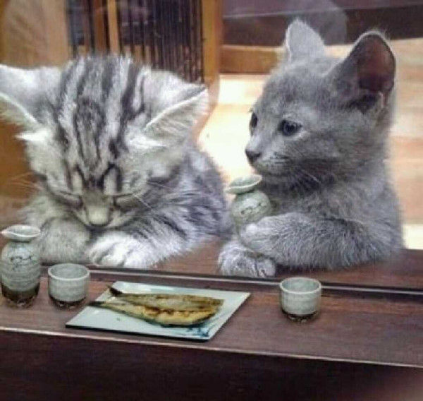 猫